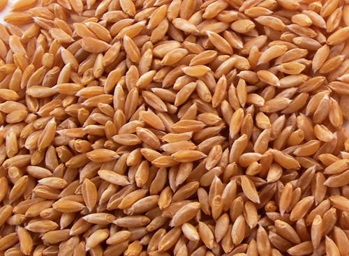 SS No.1 Sambha Gothumai / Sambha wheat