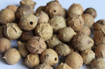 SS No.1 மாசிக்காய் / Masikai / Bluejack