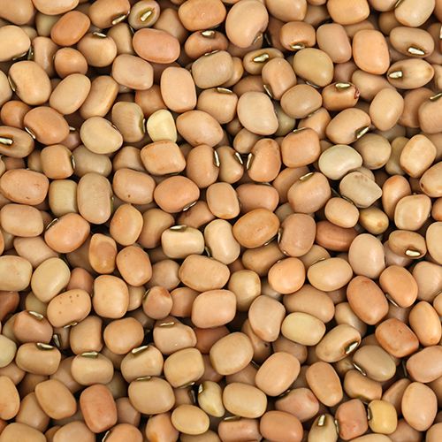 SS No.1 Thatai payiru / Karamani / lobia red