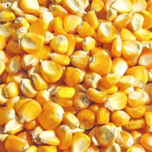 SS No.1 Makka cholam (மக்கா சோளம் ) / dried yellow corn kernels
