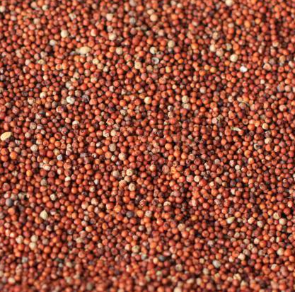 SS No.1 Kelvaragu (கேப்பை) / Finger millet / Ragi