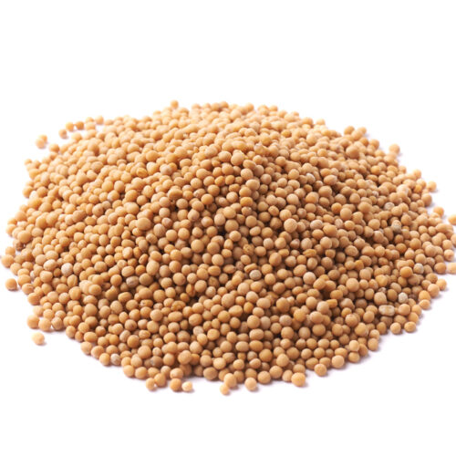 100g white Mustard / வெண் கடுகு / Ven Kadugu