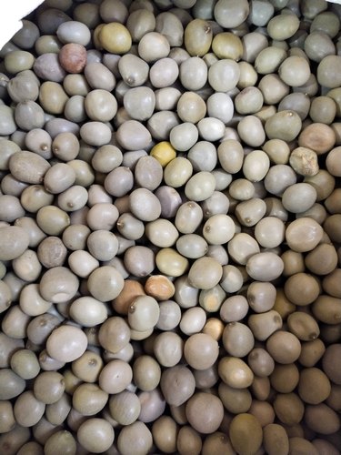 Natural Bonduc Nut, Fever Nut | Kalachikai | கழற்சிக்காய் | 100gms